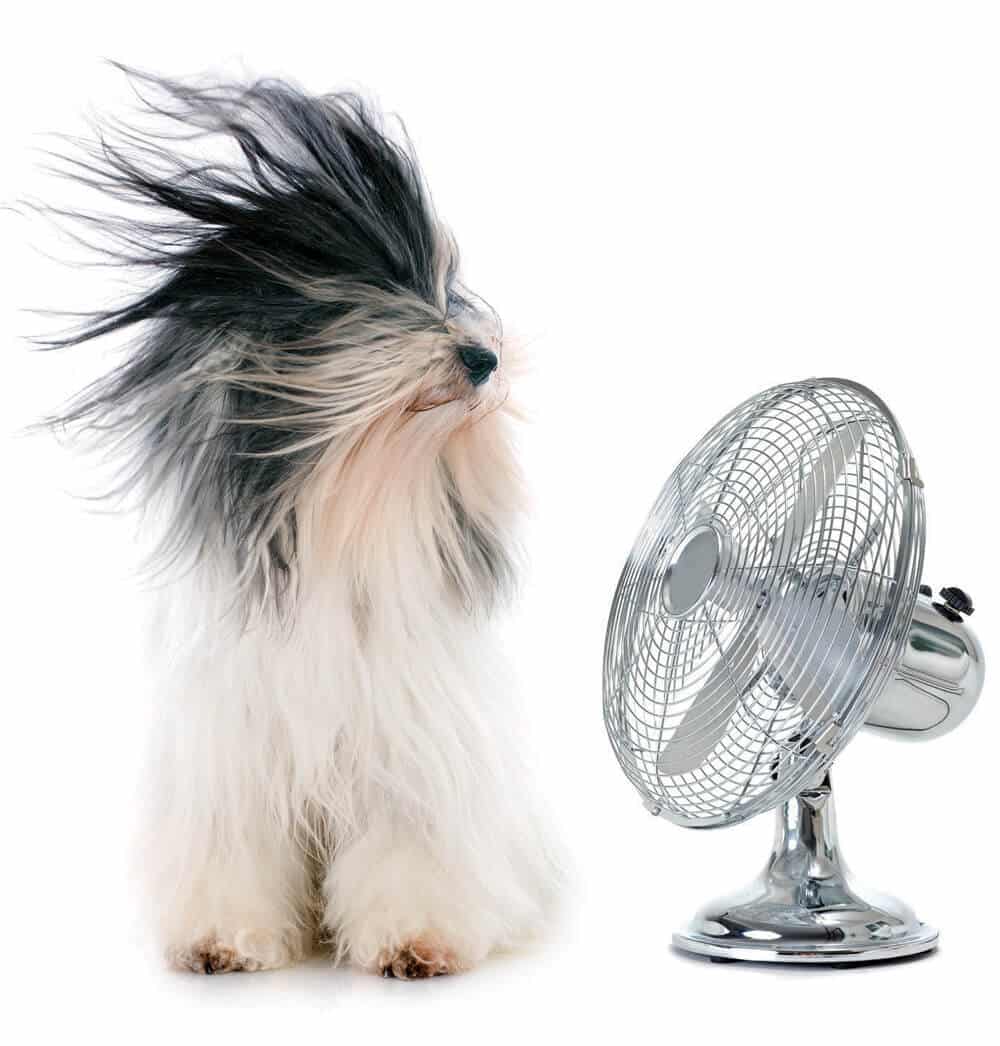 dog facing a fan